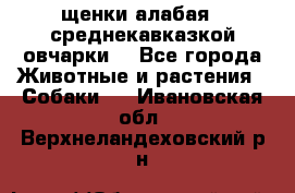 щенки алабая ( среднекавказкой овчарки) - Все города Животные и растения » Собаки   . Ивановская обл.,Верхнеландеховский р-н